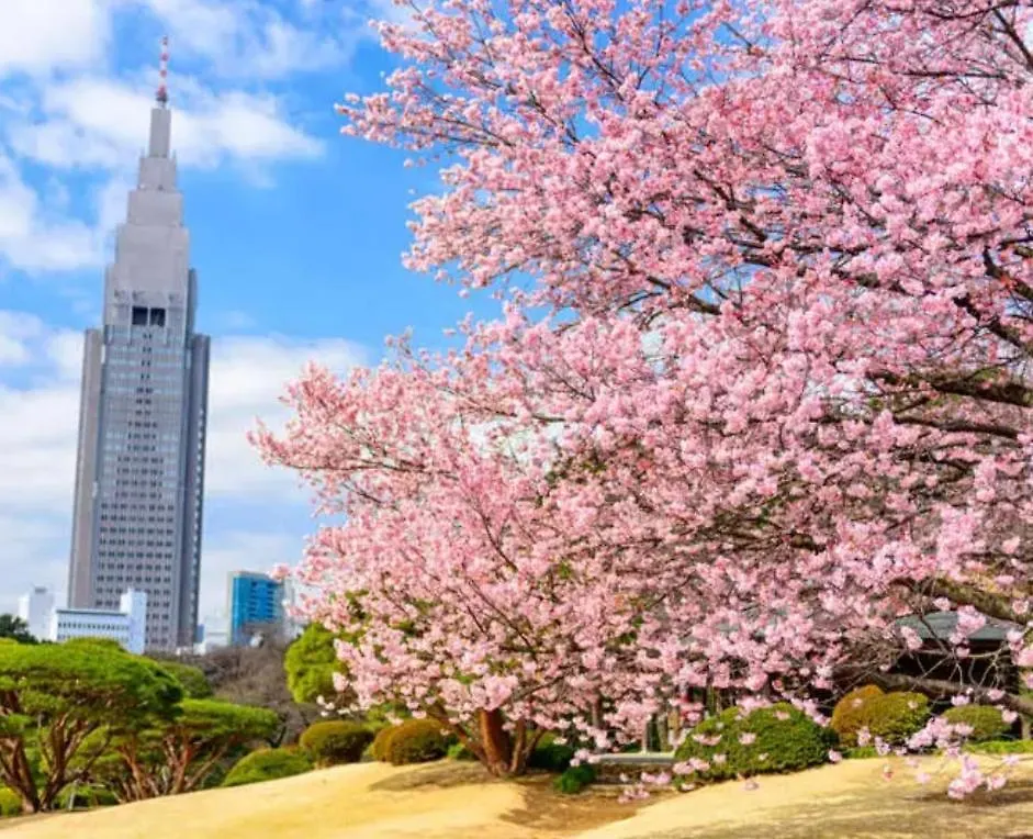 新宿中心 Japan